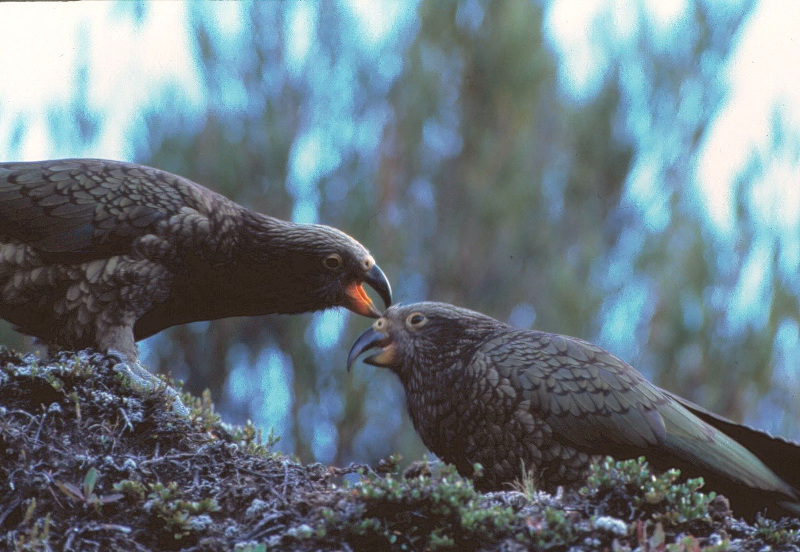 Descriptive alt text for image 2